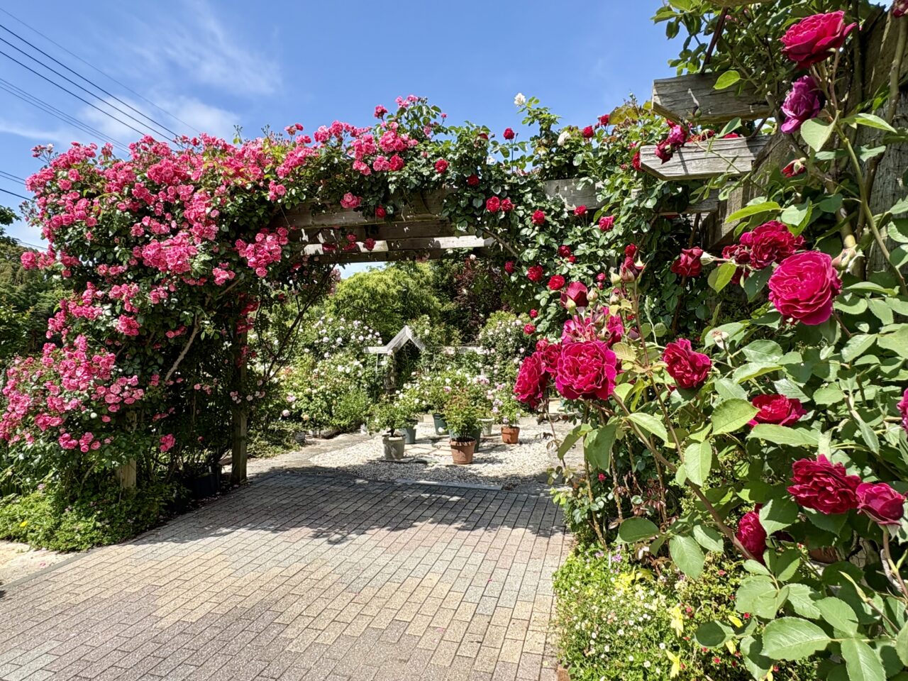 2025年5月 吉田家OPEN GARDEN