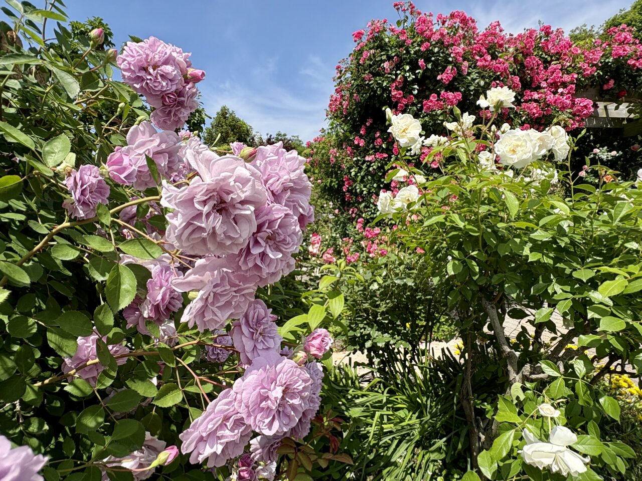 2025年5月 吉田家OPEN GARDEN