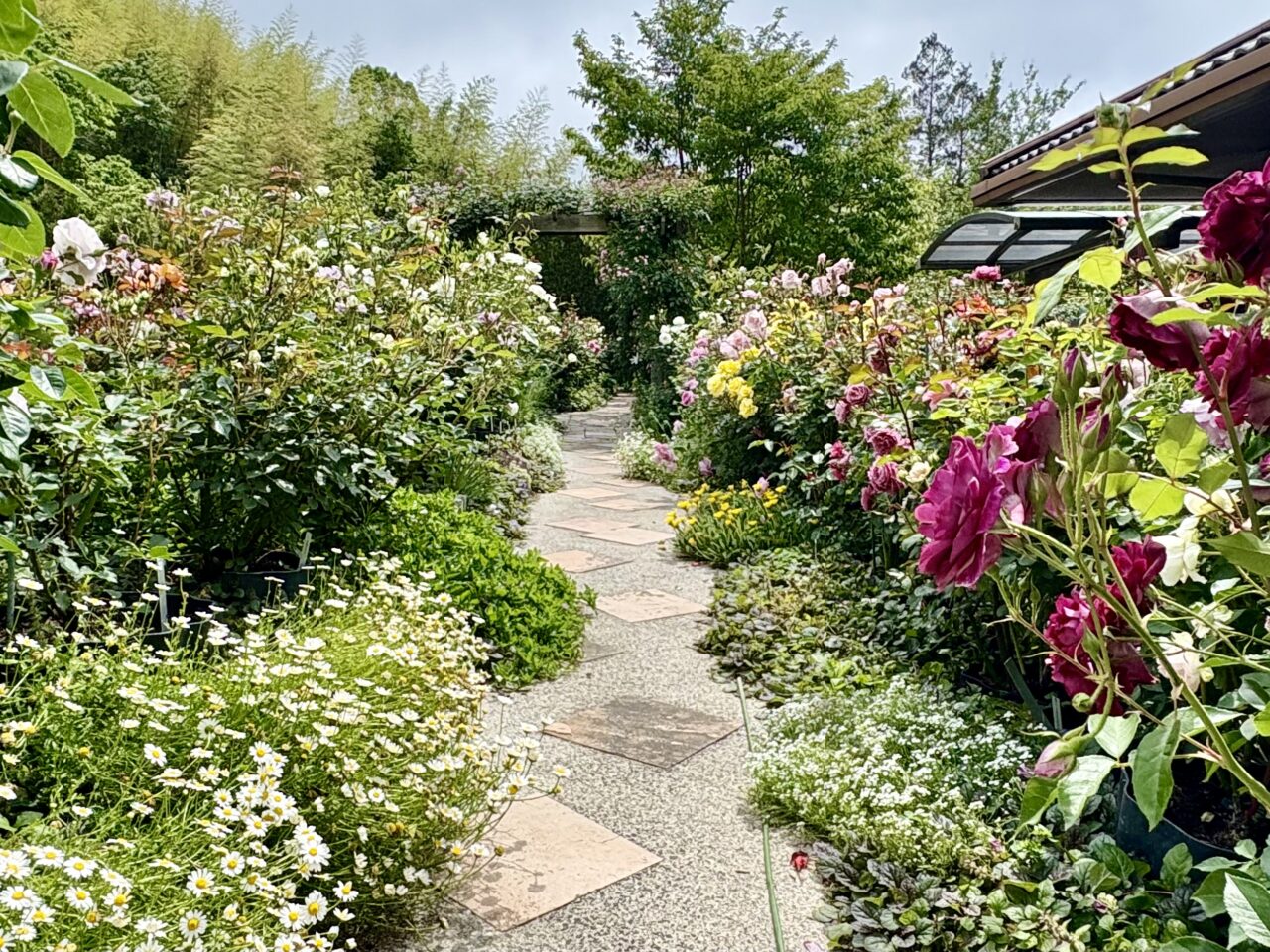 2025年5月 吉田家OPEN GARDEN