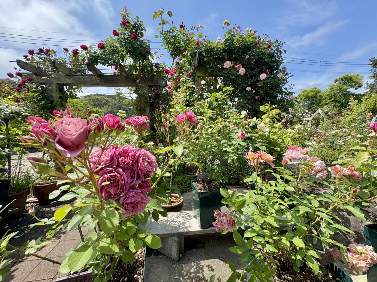 2025年5月 吉田家OPEN GARDEN