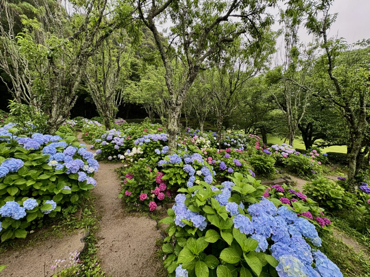 宮地嶽神社 紫陽花