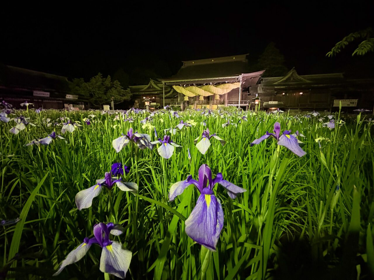 2025年宮地嶽神社菖蒲まつり