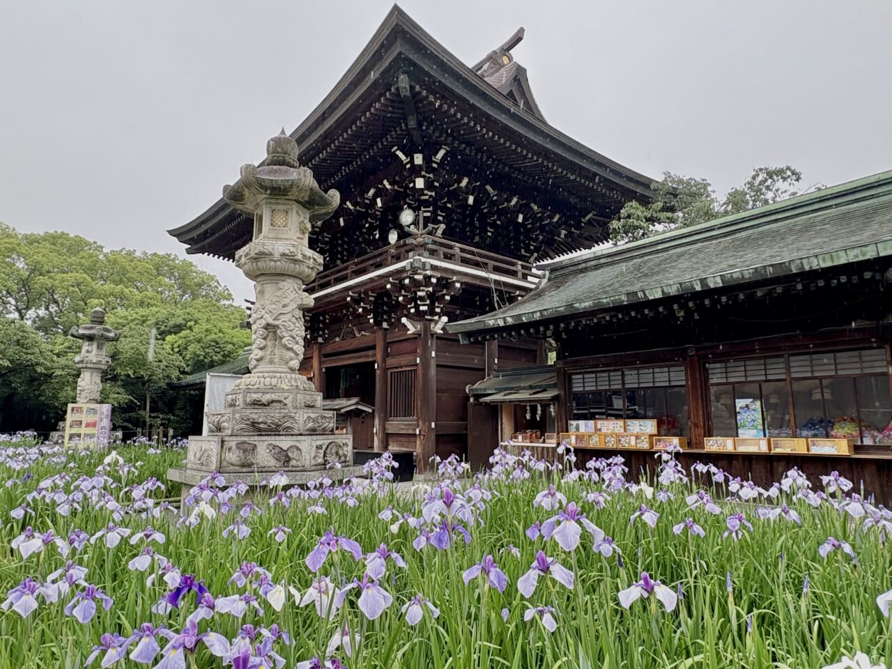 2025年宮地嶽神社菖蒲まつり