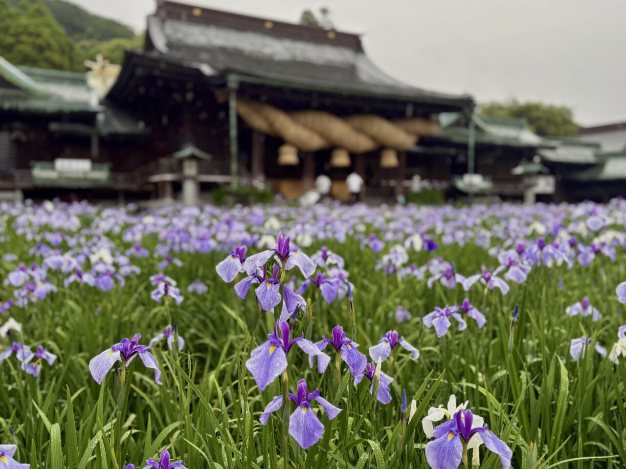 2025年宮地嶽神社菖蒲まつり