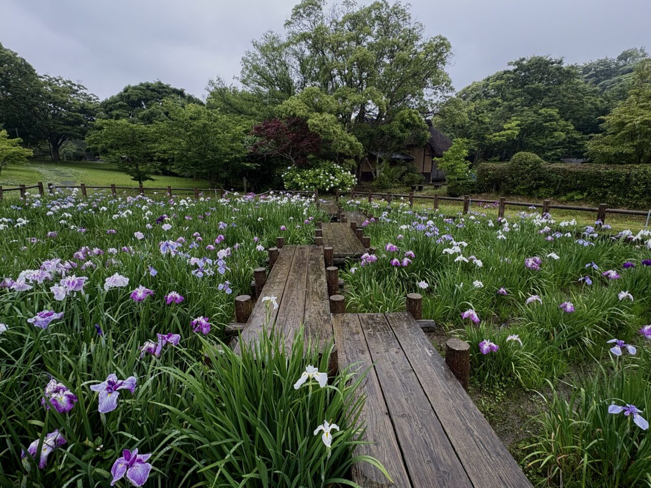 2025年宮地嶽神社菖蒲まつり