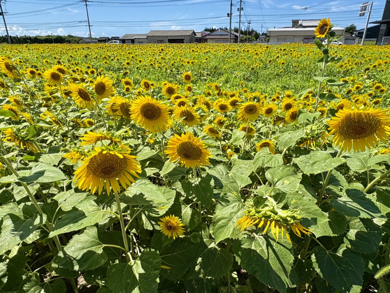 福津市勝浦地区 ひまわり畑