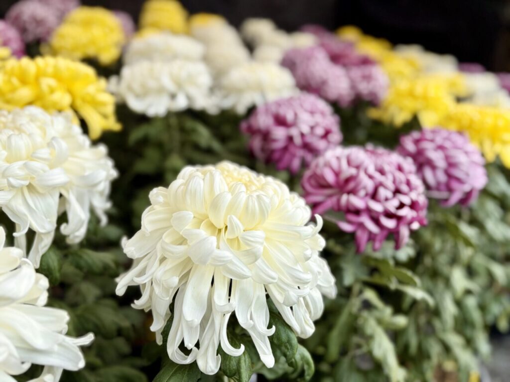 2025年11月 宗像大社辺津宮 西日本菊花大会